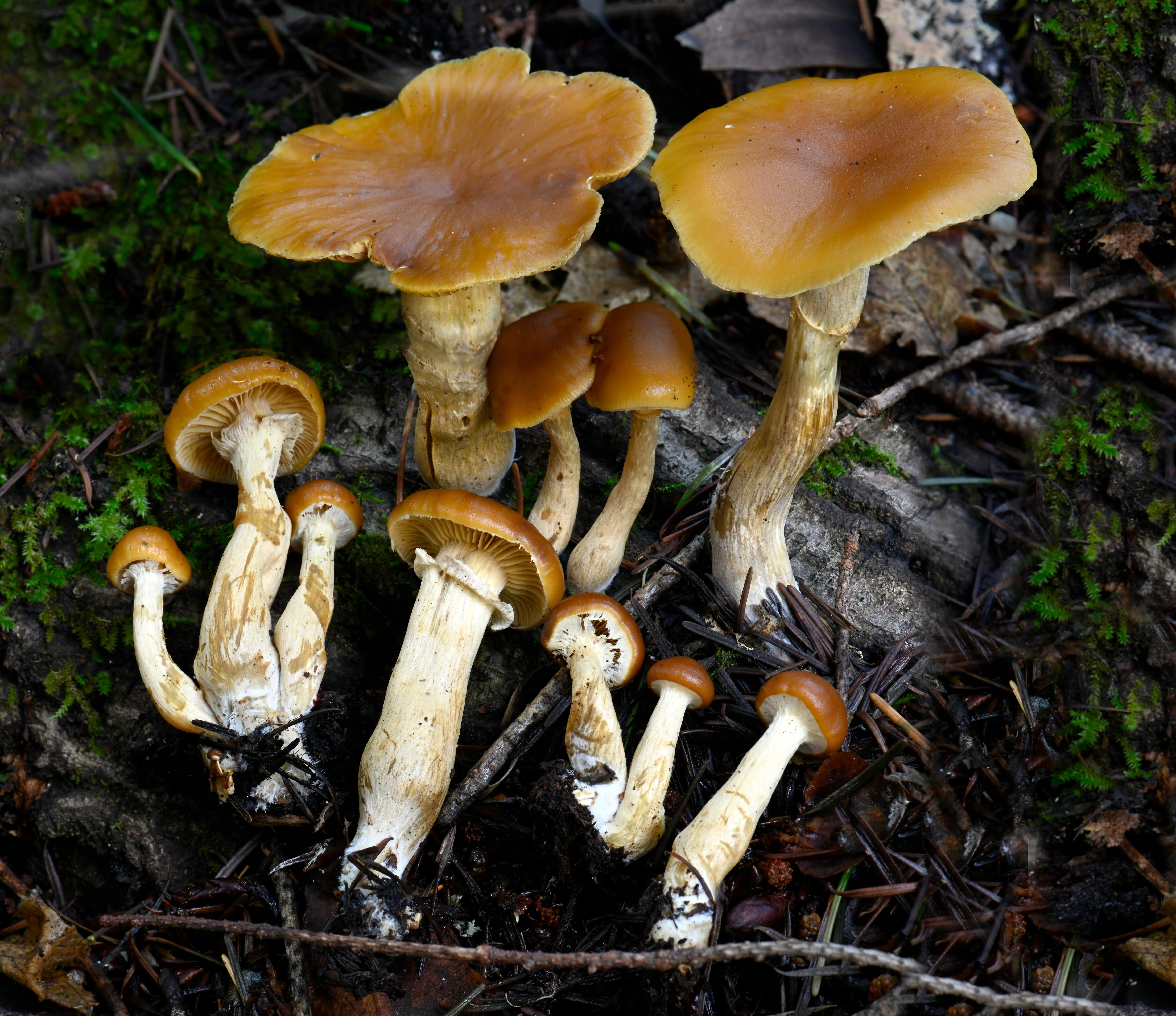Deadly galerina